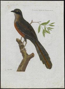 Coua gigas - 1790-1796 - Print - Iconographia Zoologica - Special Collections University of Amsterdam - UBA01 IZ18800117