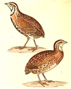 Coturnix coromandelica 1838. Free illustration for personal and commercial use.