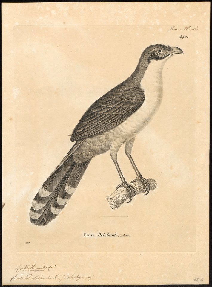 Coua delalandii - 1700-1880 - Print - Iconographia Zoologica - Special Collections University of Amsterdam - UBA01 IZ18800129