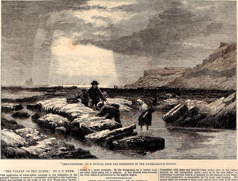 Crab-Catchers - ILN 1861