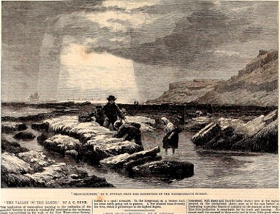 Crab-Catchers - ILN 1861