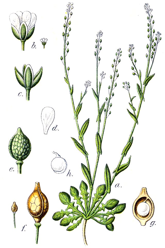 Crambe corvini Sturm31