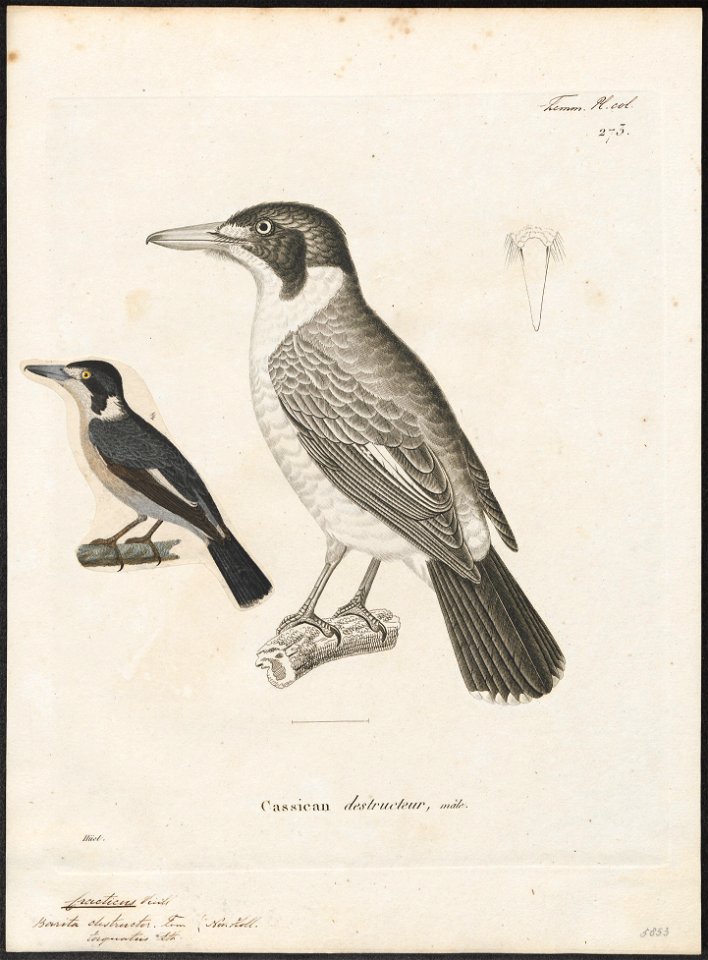 Cracticus torquatus - 1700-1880 - Print - Iconographia Zoologica - Special Collections University of Amsterdam - UBA01 IZ16600313
