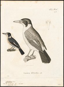 Cracticus torquatus - 1700-1880 - Print - Iconographia Zoologica - Special Collections University of Amsterdam - UBA01 IZ16600313