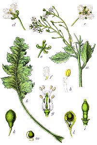 Crambe maritima Sturm39