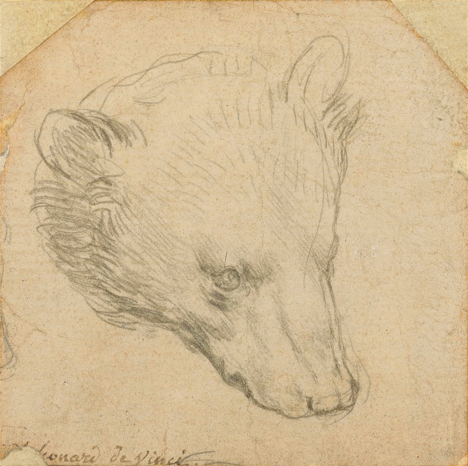 Da Vinci - Head of a Bear