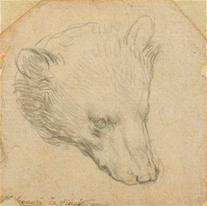 Da Vinci - Head of a Bear