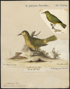 Dacnis spiza - 1700-1880 - Print - Iconographia Zoologica - Special Collections University of Amsterdam - UBA01 IZ19000395