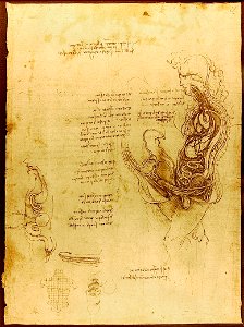 Da Vinci Coition of a Hemisected Man and Woman Luc Viatour