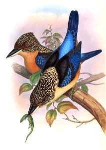 DaceloTyroGould
