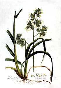Dactylis glomerata — Flora Batava — Volume v2