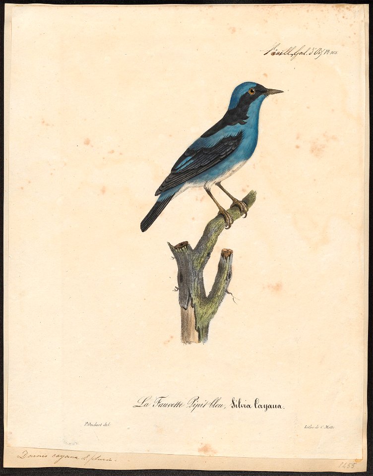 Dacnis cayana - 1825-1834 - Print - Iconographia Zoologica - Special Collections University of Amsterdam - UBA01 IZ19000369