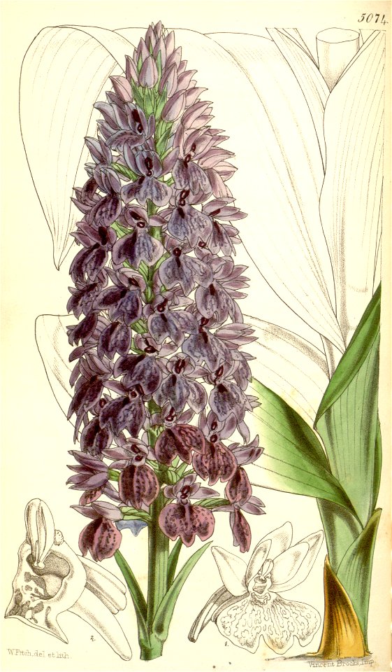 Dactylorhiza foliosa (as Orchis foliosa) - Curtis' 84 (Ser. 3 no. 14) pl. 5074 (1858). Free illustration for personal and commercial use.