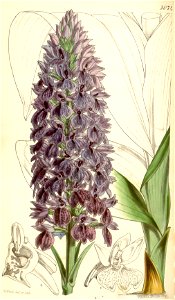 Dactylorhiza foliosa (as Orchis foliosa) - Curtis' 84 (Ser. 3 no. 14) pl. 5074 (1858)