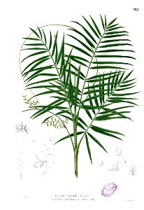 Daemonorops mollis Blanco1.99
