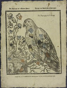 De papegay in 't groene wout, Draagt een kleed van geluwe-gout-Catchpenny print-Borms 0713