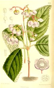 Deinanthe caerulea 137-8373