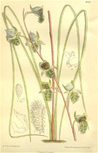 Disa lugens - Curtis' 138 (Ser. 4 no. 8) pl. 8415 (1912)