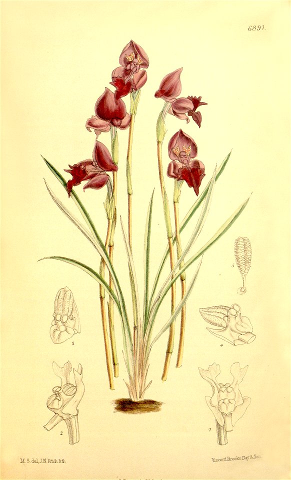 Disa spathulata subsp. spathulata (as Disa atropurpurea) - Curtis' 112 (Ser. 3 no. 42) pl. 6891 (1886)