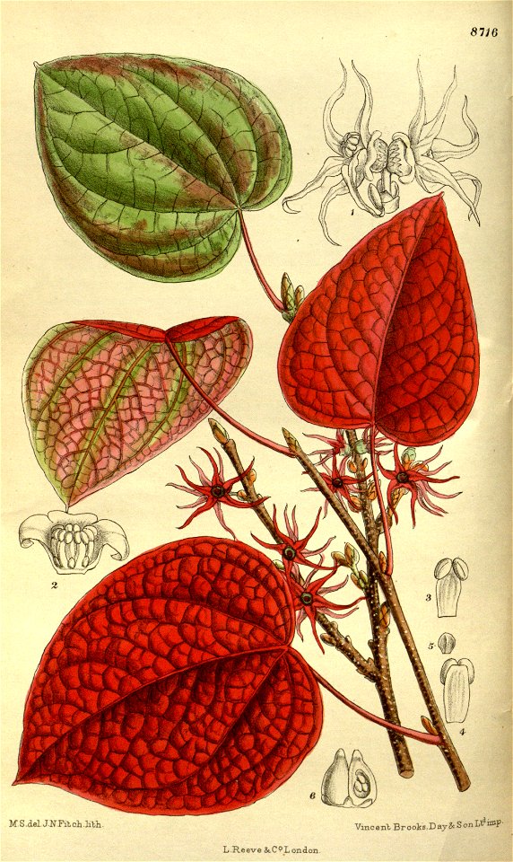 Disanthus cercidifolia 143-8716