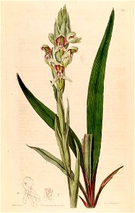 Disa cernua (as Disa prasinata) - Bot. Reg. 3 pl. 210 (1817)