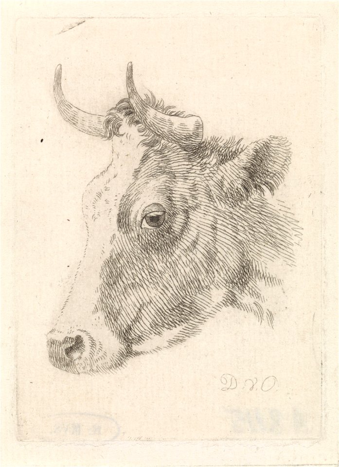 Dirk van Oosterhoudt - Kop van een stier