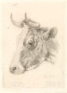 Dirk van Oosterhoudt - Kop van een stier