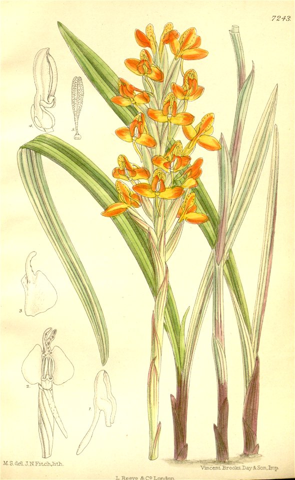 Disa incarnata - Curtis' 118 (Ser. 3 no. 48) pl 7243 (1892)