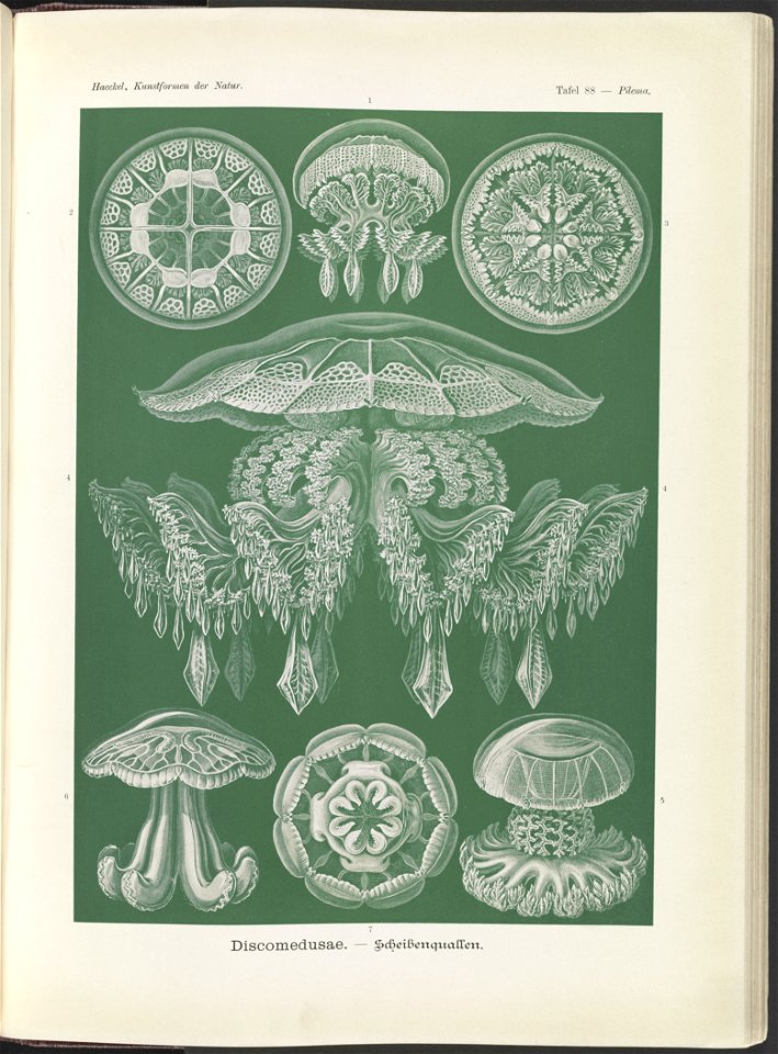 Discomedusae. - Scheibenquallen LCCN2015648968