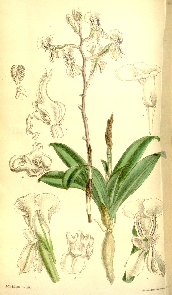 Disa sagittalis - Curtis' 121 (Ser. 3 no. 51) pl 7403 (1895)
