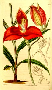 Disa uniflora (as Disa grandiflora) - Curtis' 70 (N.S. 17) pl. 4073 (1844)