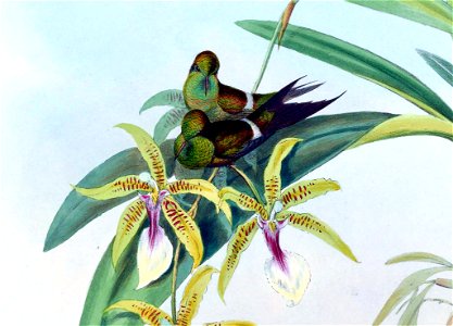 Discosura letitiae (cropped)