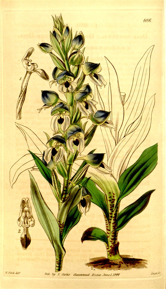 Disa cornuta - Curtis' 70 (N.S. 17) pl. 4091 (1844)