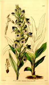 Disa cornuta - Curtis' 70 (N.S. 17) pl. 4091 (1844)