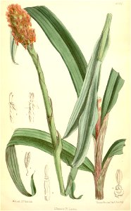 Disa polygonoides - Curtis' 106 (Ser. 3 no. 36) pl 6532 (1880)