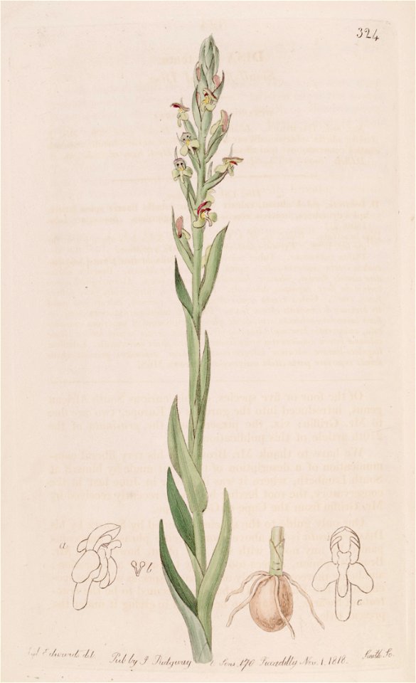 Disa bracteata - The Bot. Reg. 4 pl. 324 (1818)