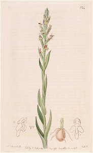 Disa bracteata - The Bot. Reg. 4 pl. 324 (1818). Free illustration for personal and commercial use.