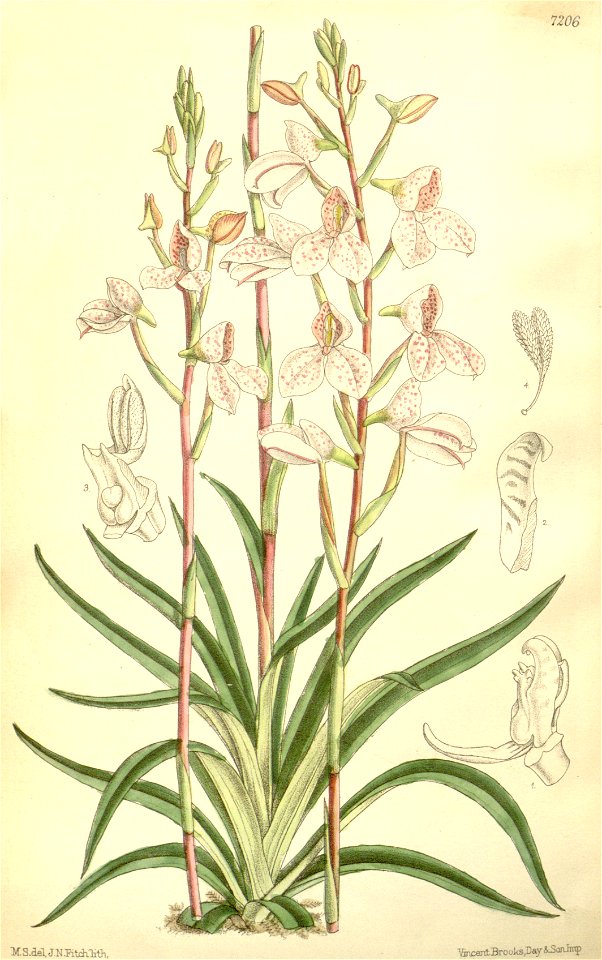 Disa tripetaloides - Curtis' 117 (Ser. 3 no. 47) pl 7206 (1891)