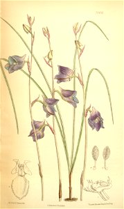 Disa hians (as Disa lacera) - Curtis' 115 (Ser. 3 no. 45) pl. 7066 (1889)