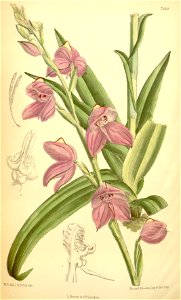 Disa racemosa - Curtis' 114 (Ser. 3 no. 44) pl 7021 (1888)
