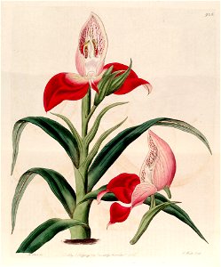 Disa uniflora (as Disa grandiflora) - Bot. Reg. 11 pl. 926 (1825). Free illustration for personal and commercial use.