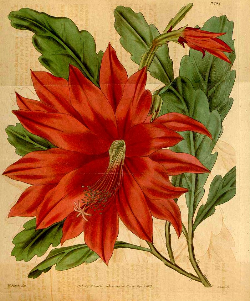 Disocactus ackermannii Curtis’s Botanical Magazine