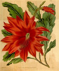 Disocactus ackermannii Curtis’s Botanical Magazine