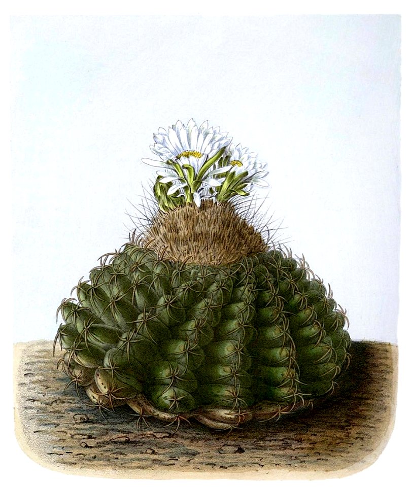 Discocactus heptacanthus ssp brevispinus BlKakteenT69