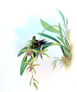 Discosura letitiae