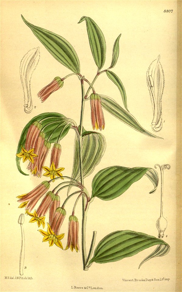 Disporum pullum brunnea 145-8807
