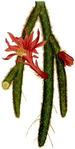 Disocactus flagelliformis 1787. Free illustration for personal and commercial use.