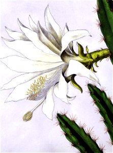 Disocactus speciosus BlKakteenT157