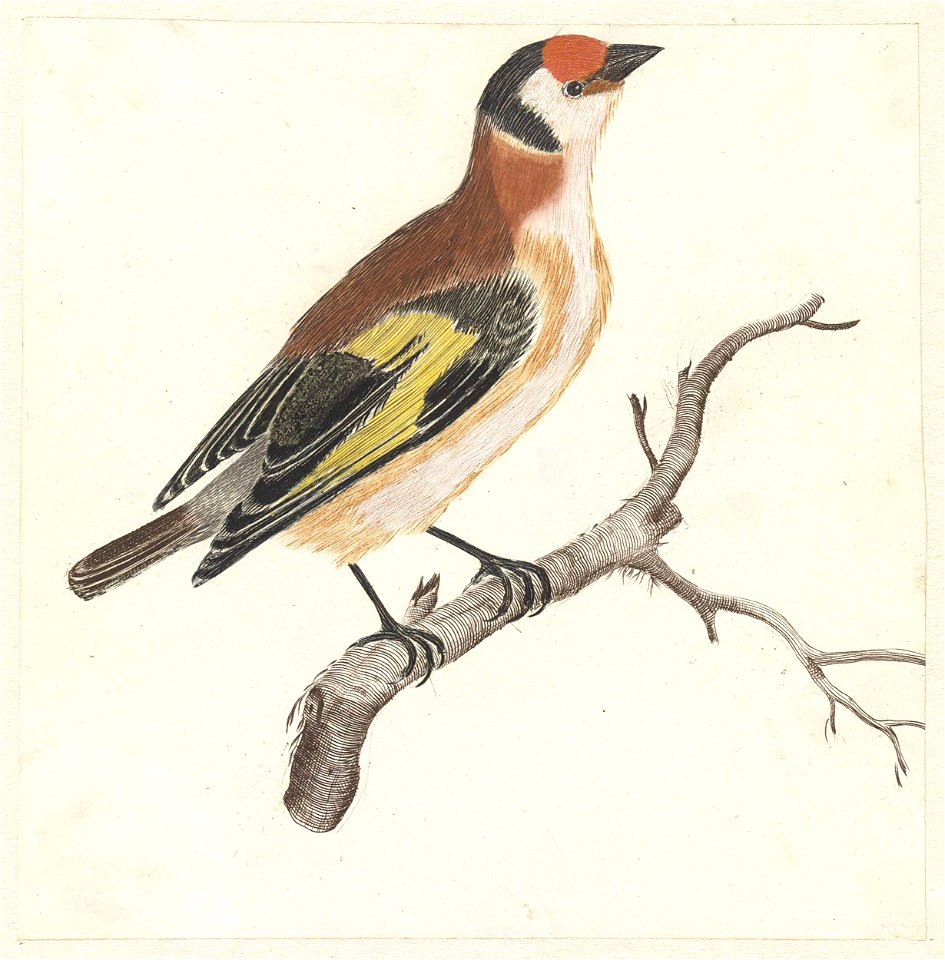 Distelvink op een tak