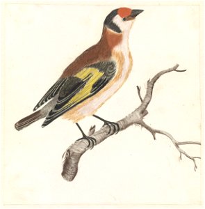 Distelvink op een tak